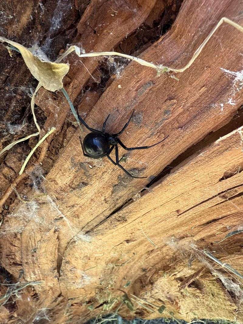 Keep Black-Widow Precautions in Place