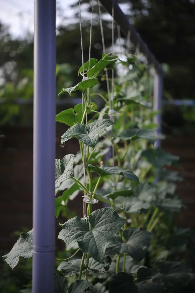 Keep Foliage Dry and Reduce New Spread