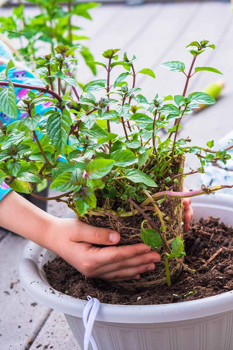 Keep Peppermint Healthy and Contained in a Texas Pot