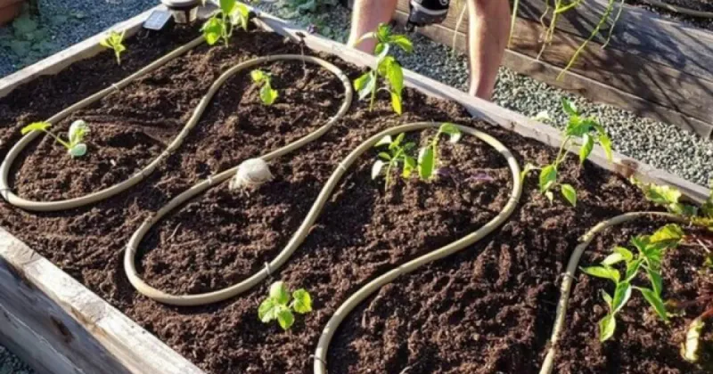 Keep Soil Moisture Consistent During Flowering