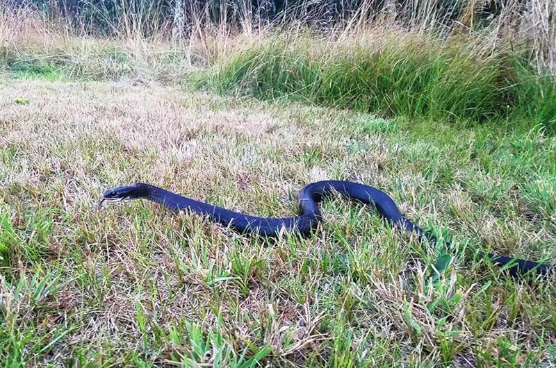 Keep Your Distance When the Snake Appears Keep Your Distance When the Snake Appears