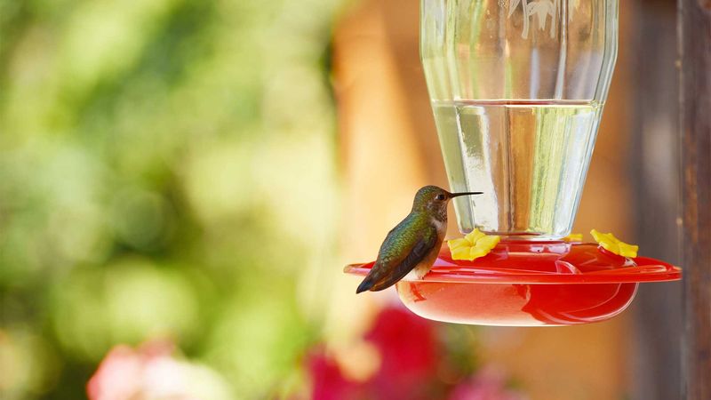 Keep any feeder safe