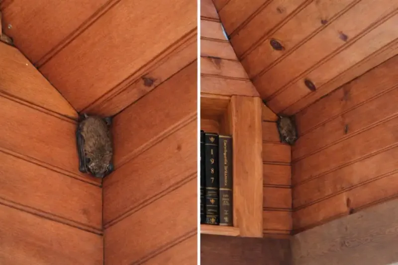 Keep bat support outdoors and respond safely to indoor colonies