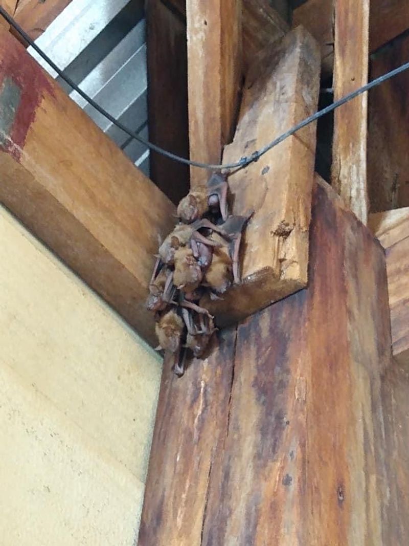 Keep bat support outside the living space