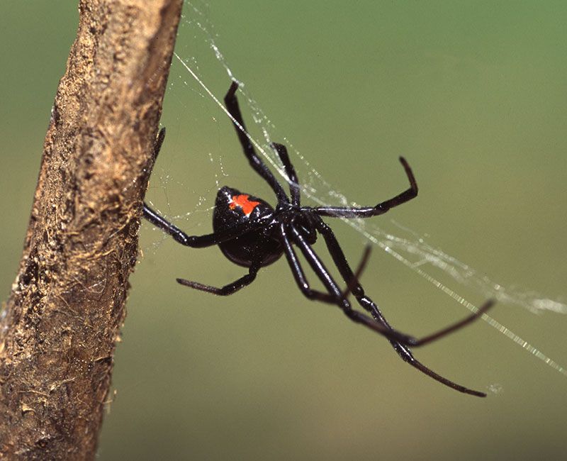 Keep black-widow safety measures in high-contact areas