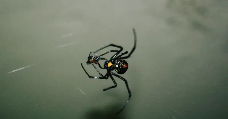 Keep black-widow safety separate from wildlife support