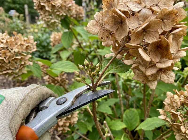 Keep cleanup cuts narrow and deadheading shallow