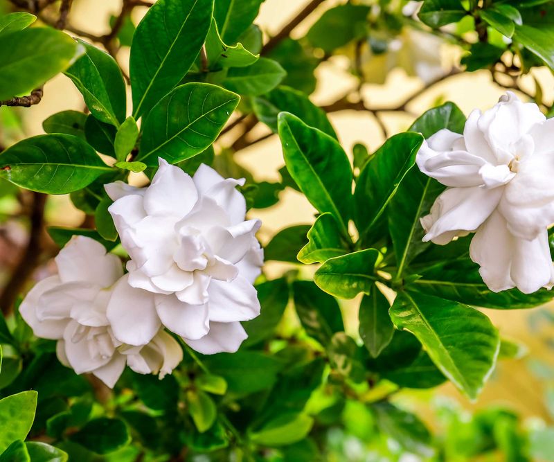 Keep deadheading smaller than pruning