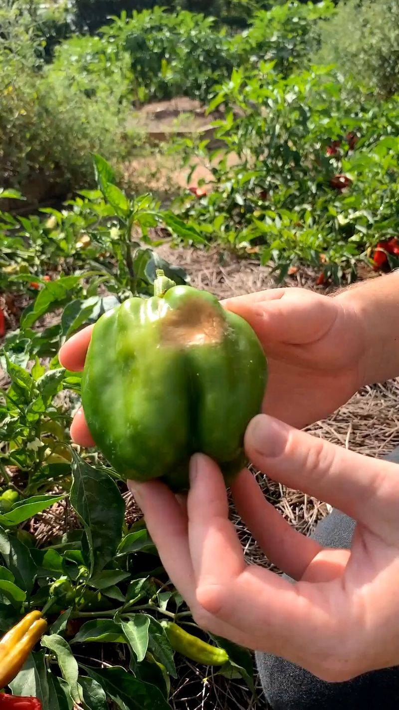 Keep firm peppers and discard active decay