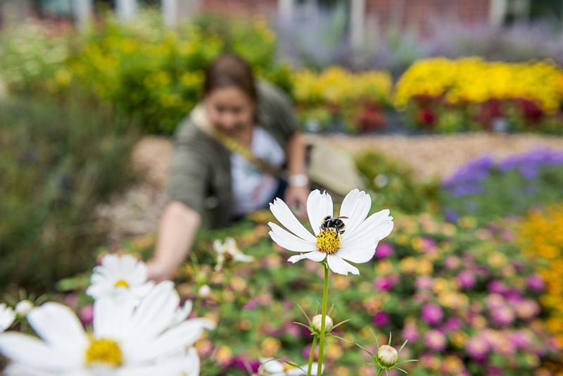 Keep flowering plants accessible to pollinators