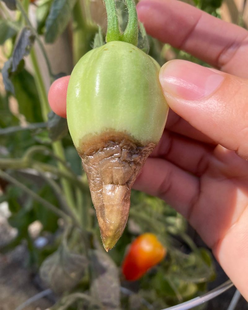 Keep moisture steady and recognize blossom-end rot Keep moisture steady and recognize blossom-end rot
