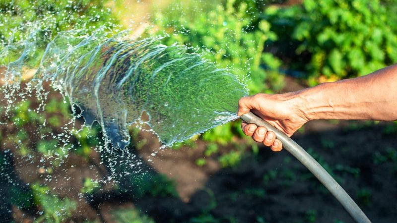 Keep moisture steady while temperatures recover Keep moisture steady while temperatures recover