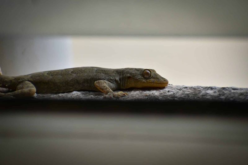 Keep outdoor geckos outside the house Keep outdoor geckos outside the house