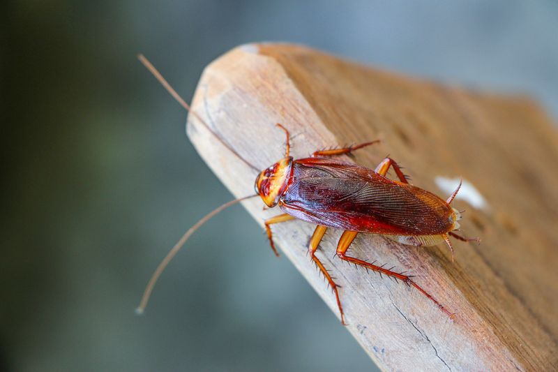 Keep outdoor wildlife support separate from indoor pest control Keep outdoor wildlife support separate from indoor pest control