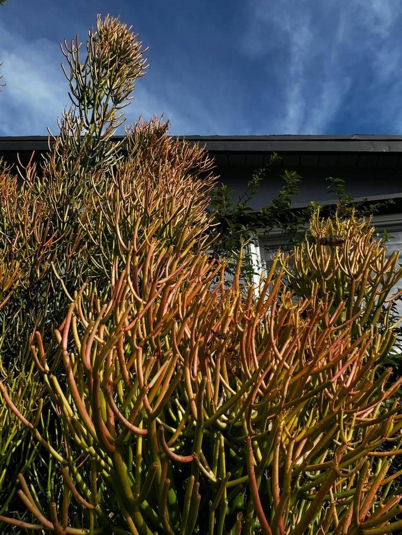 Keep pencil cactus away from contact zones