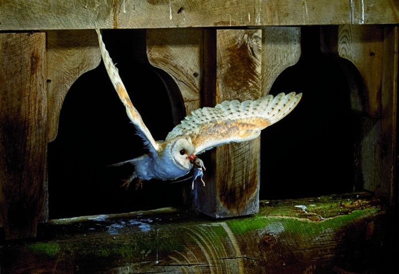 Keep rodenticides away from owls and their prey