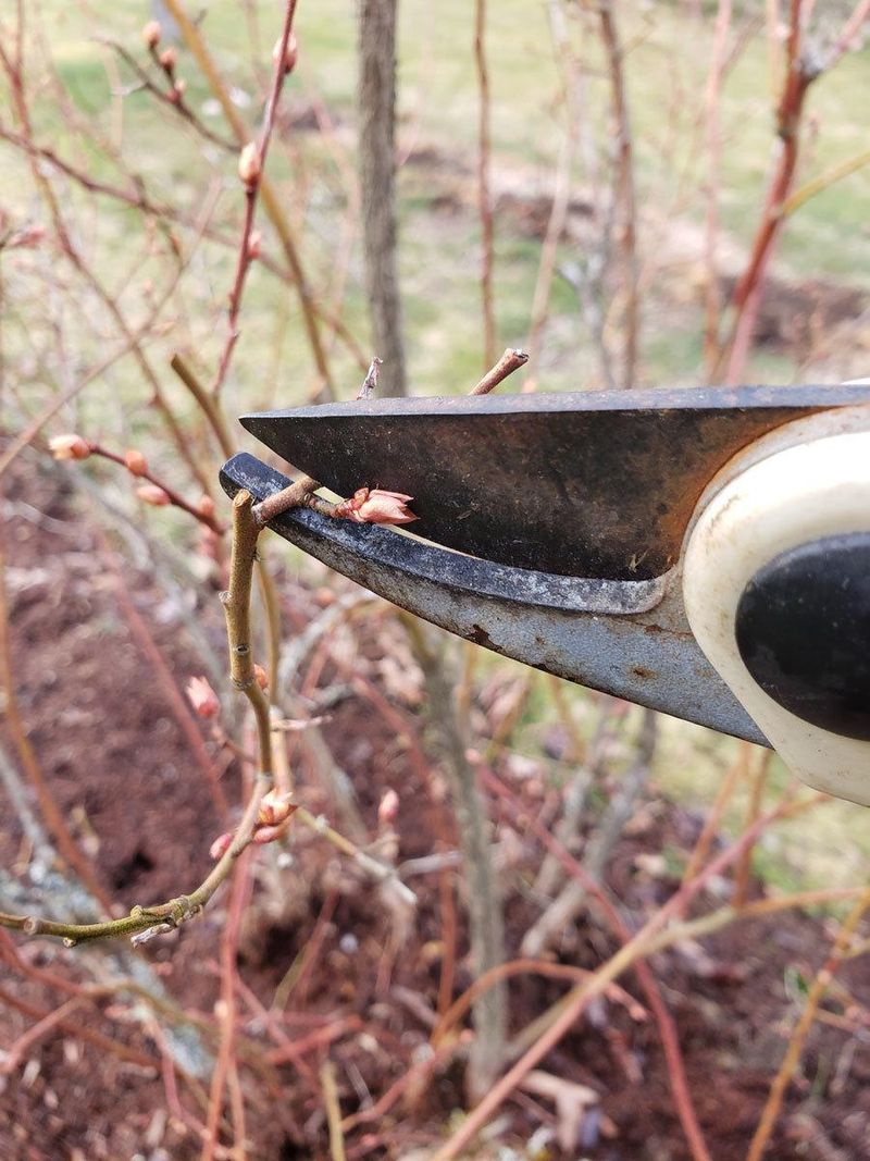 Keep routine pruning and fertilizing in their proper seasons