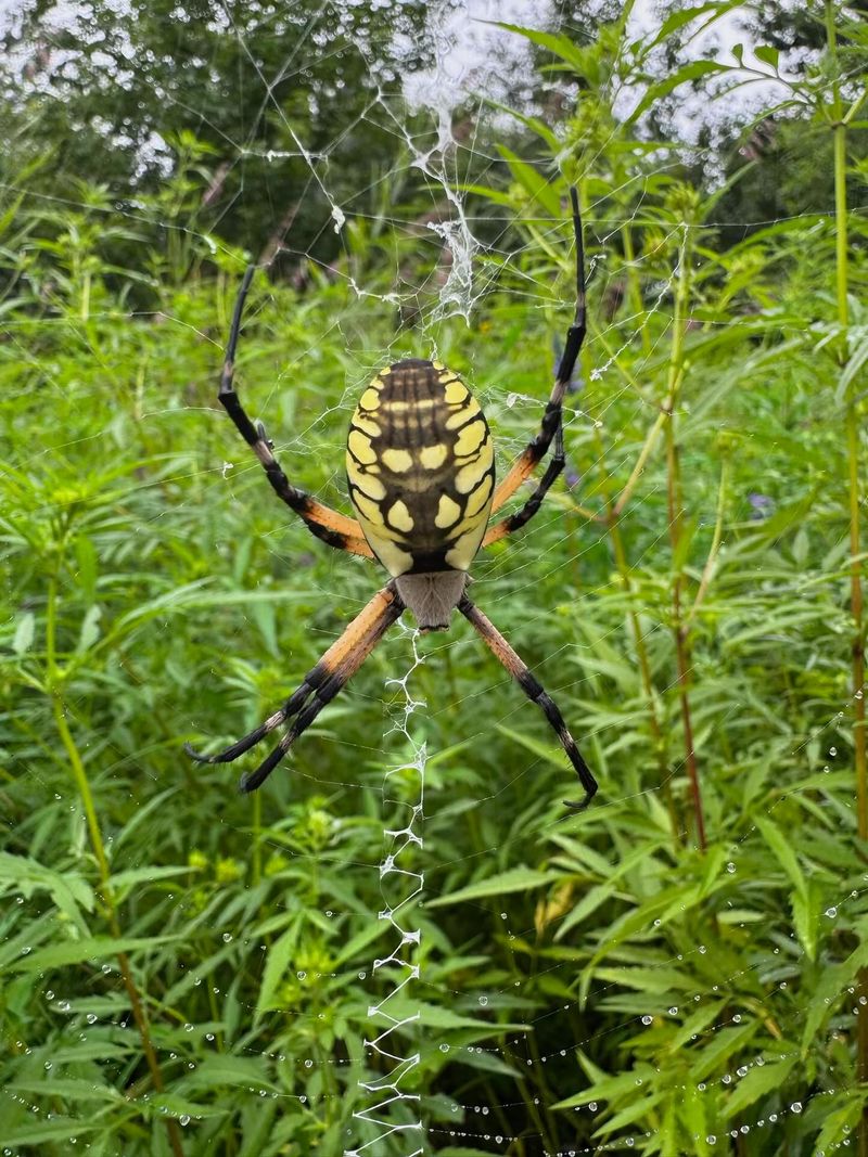 Keep safe webs and move the ones that interfere