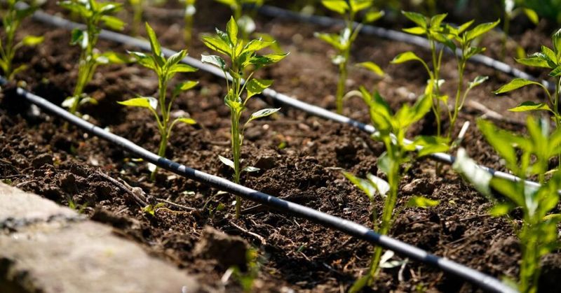 Keep soil moisture steady but not saturated