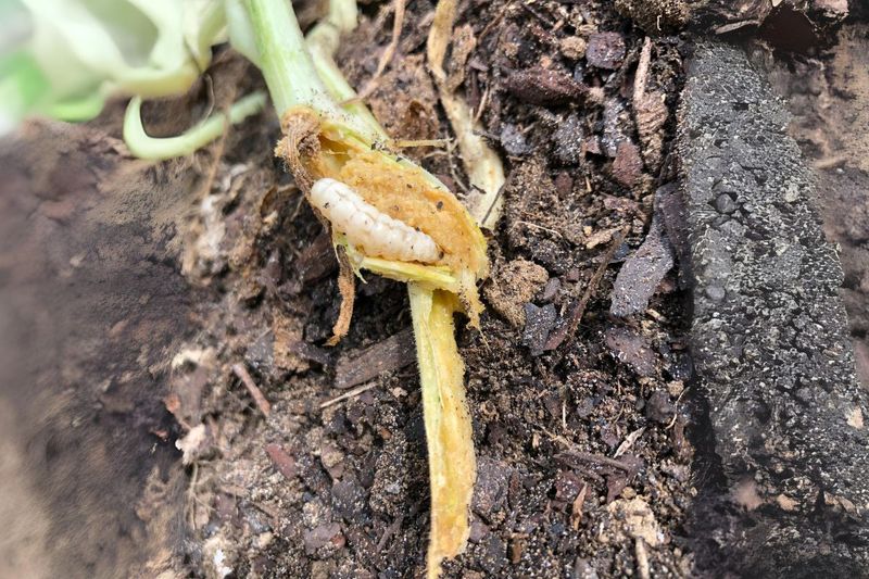 Keep squash vine borer advice on squash and pumpkins