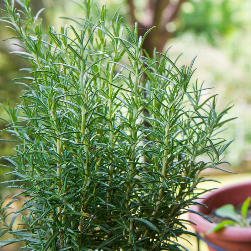 Keep the Rosemary, Drop the Pest-Free Promise