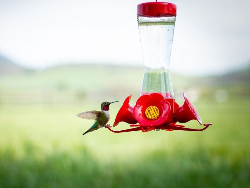 Keep the feeder clean, shaded, and safe