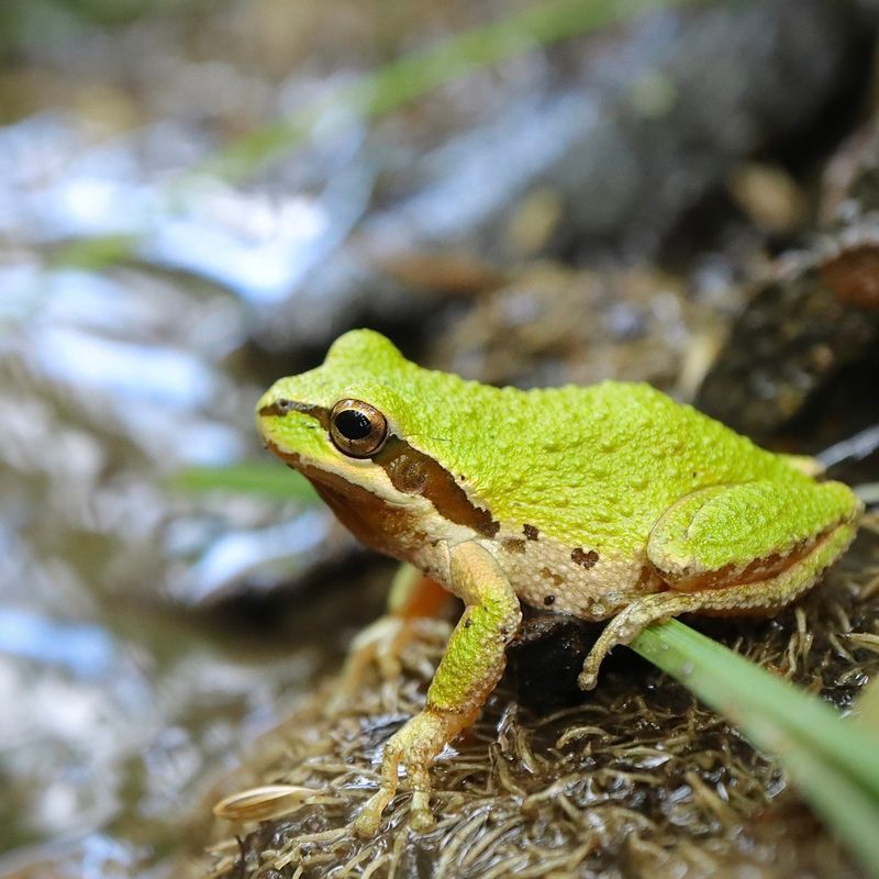 Keep the frogs by leaving them where they found safety Keep the frogs by leaving them where they found safety