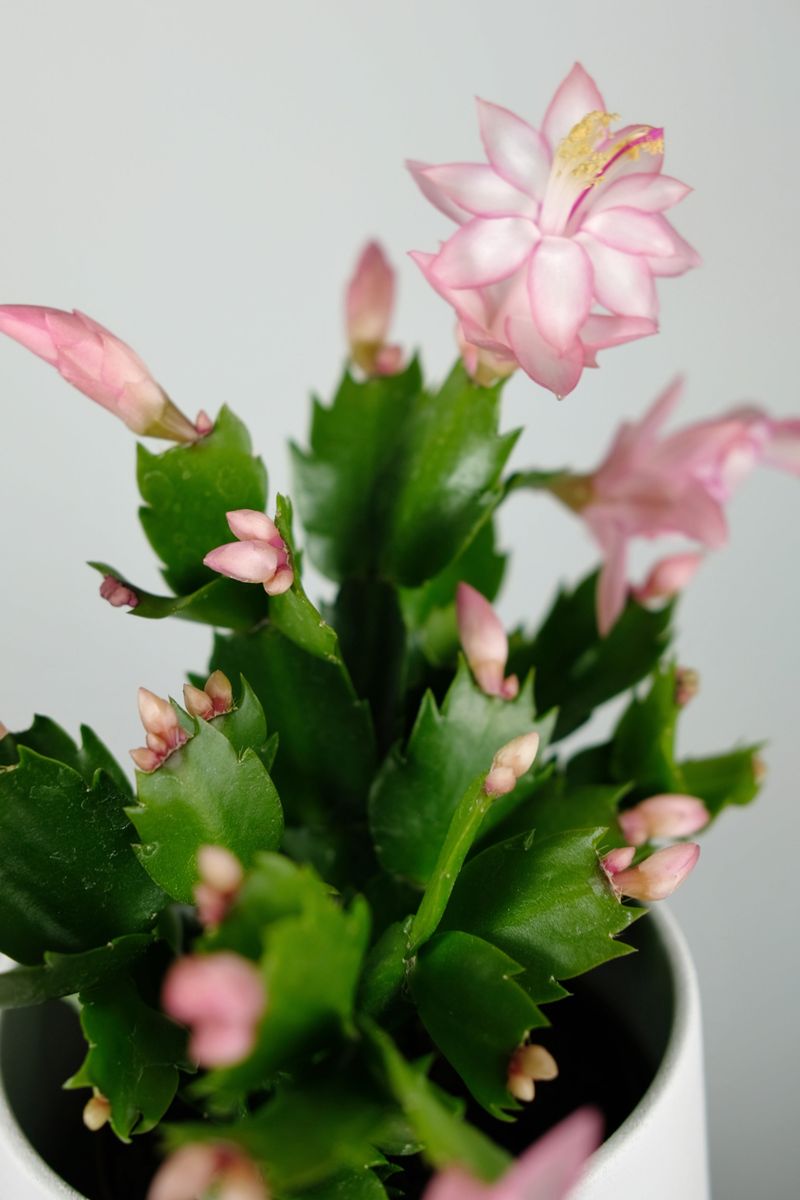 Keep the plant stable after buds appear Keep the plant stable after buds appear