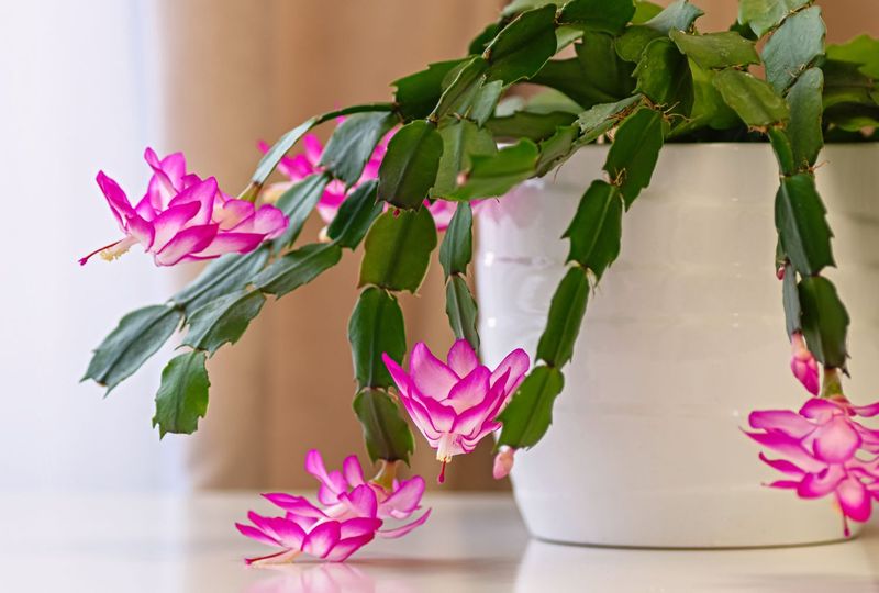 Keep the plant steady after buds become visible Keep the plant steady after buds become visible