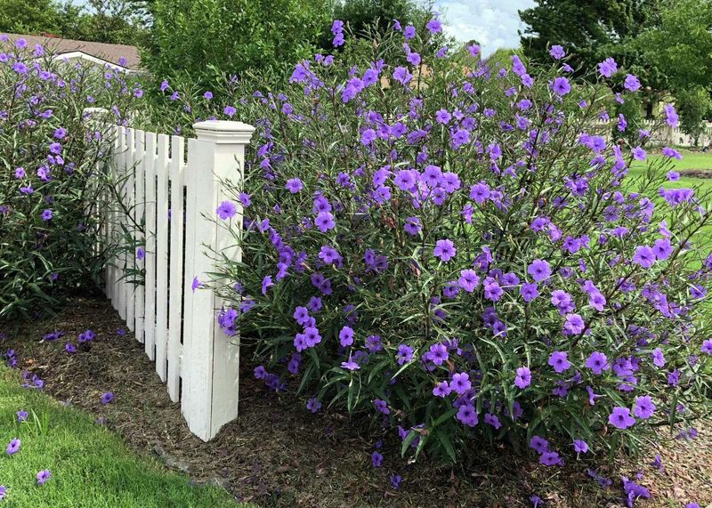 Keep the right plant, not every purple one Keep the right plant, not every purple one