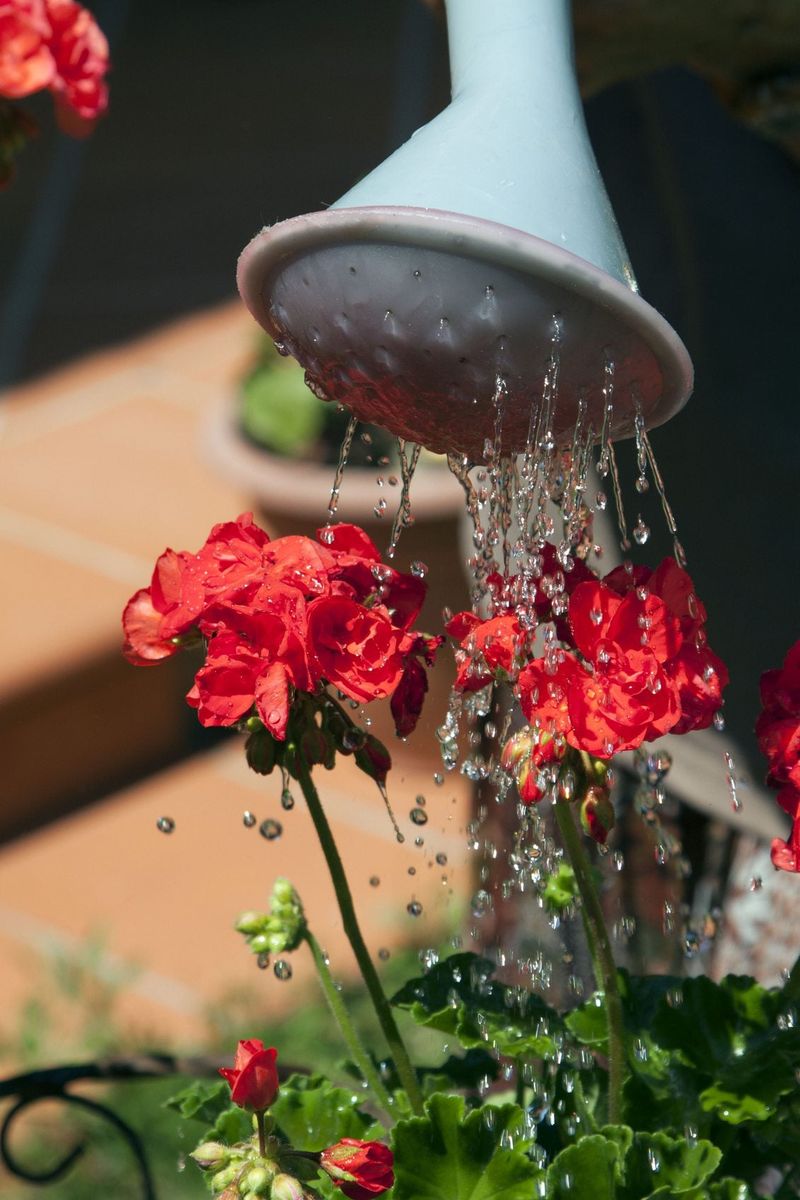 Keep the root zone moderately moist and well drained