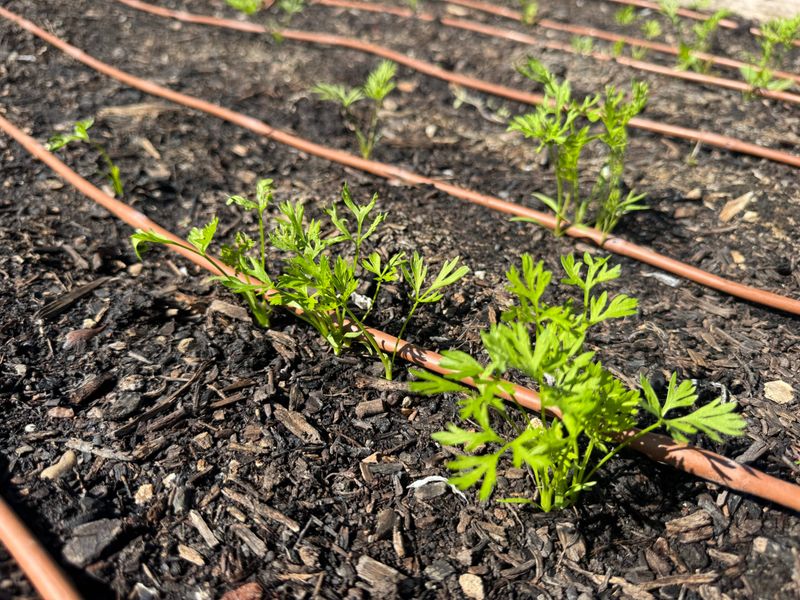 Keep the shallow seed zone evenly moist