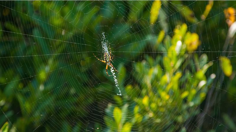 Keep the useful spider, but manage the actual pest problem