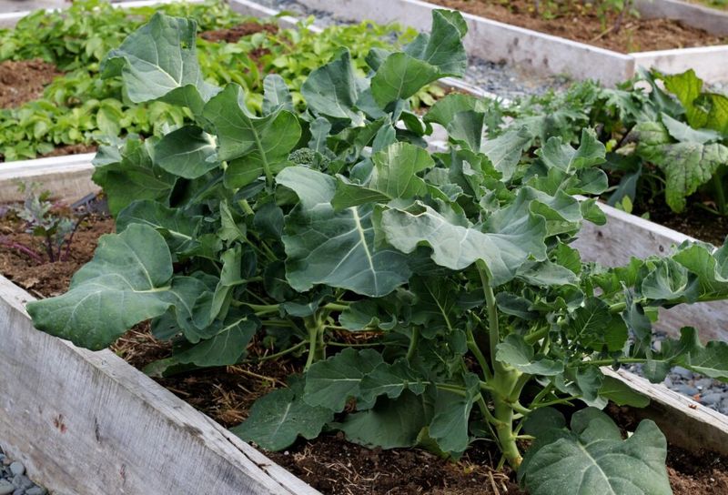 Keep transplants growing evenly through summer stress Keep transplants growing evenly through summer stress