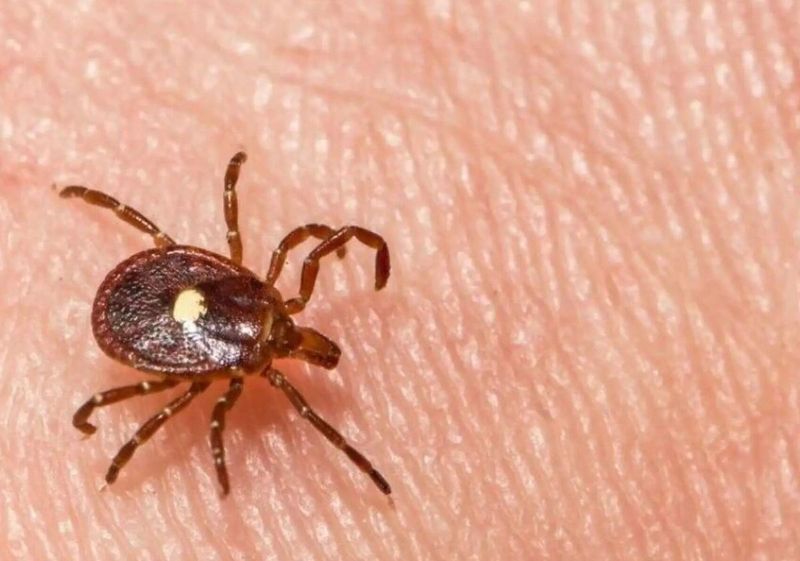 Keep using proven tick precautions