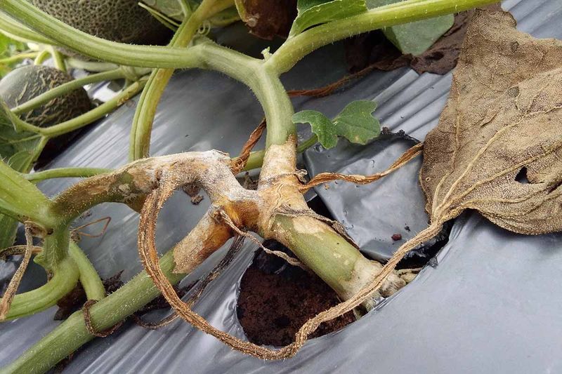 Keep wet soil, root damage, and heat stress in the differential Keep wet soil, root damage, and heat stress in the differential