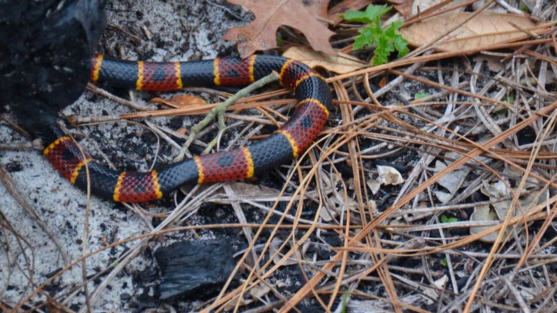 Keep your distance when a snake appears Keep your distance when a snake appears