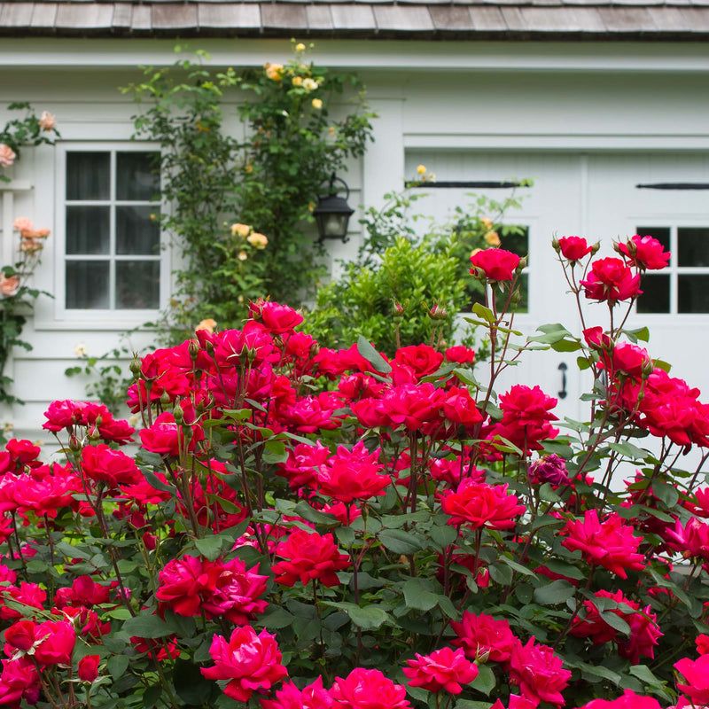 Knock Out Rose