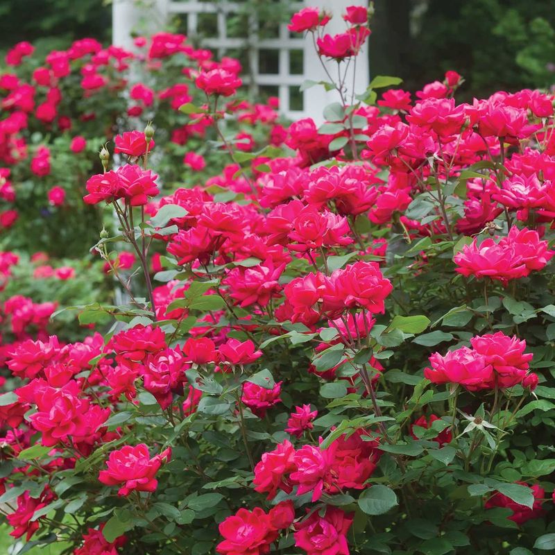 Knock Out Roses