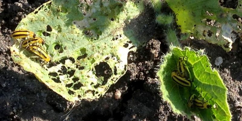Know When Heat Does Not Explain the Whole Crop