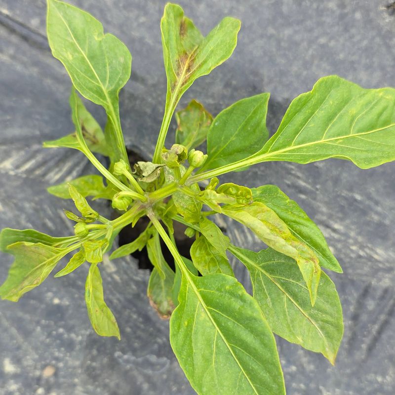 Know When a Pepper Needs Local Diagnostic Help