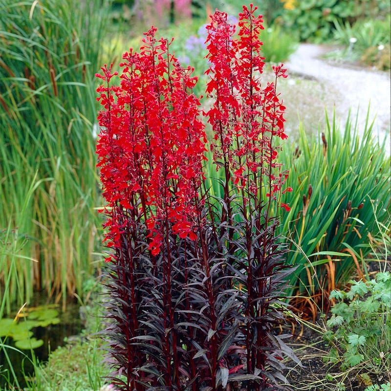 Know the plant’s limits and safety risks