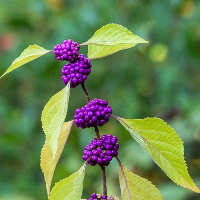 Know what beautyberry cannot promise Know what beautyberry cannot promise