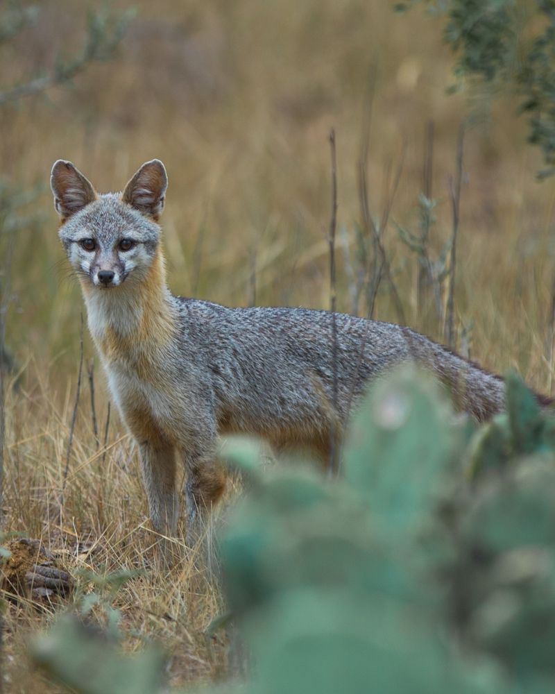 Know when a fox needs distance and a report
