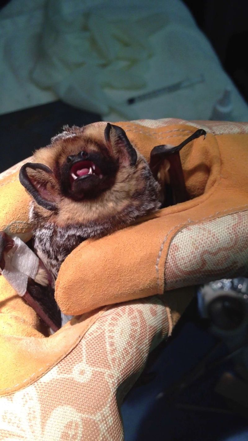 Know when an outdoor bat needs help