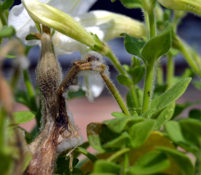 Know when pruning will not solve the problem Know when pruning will not solve the problem