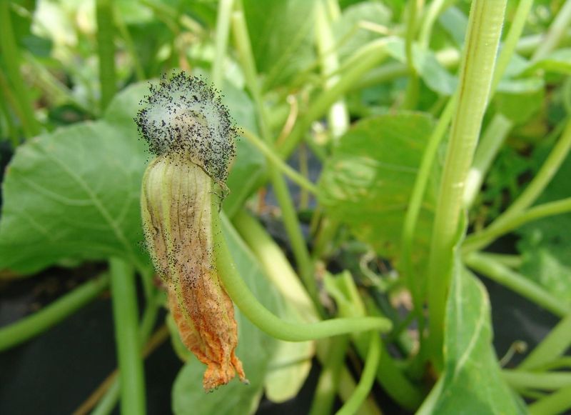 Know when the problem is not pollination Know when the problem is not pollination