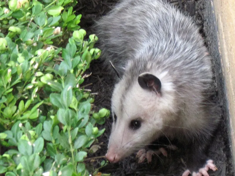 Know when to leave the animal alone—and when to call