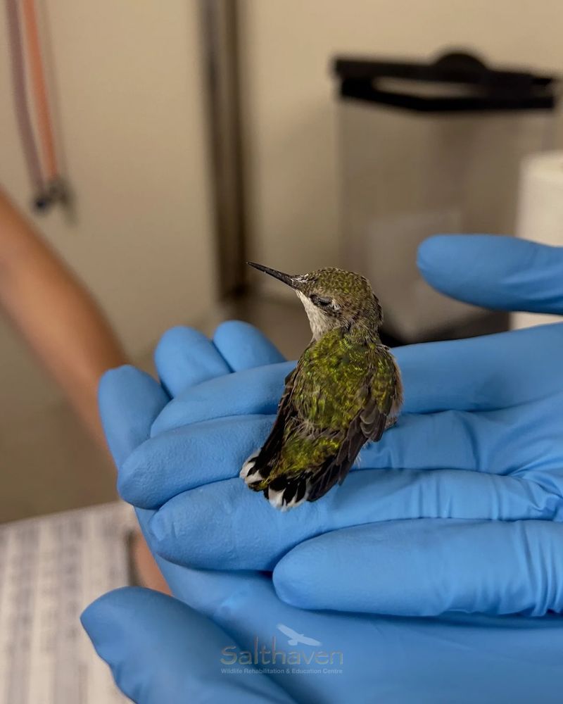 Know when to stop handling and seek wildlife help