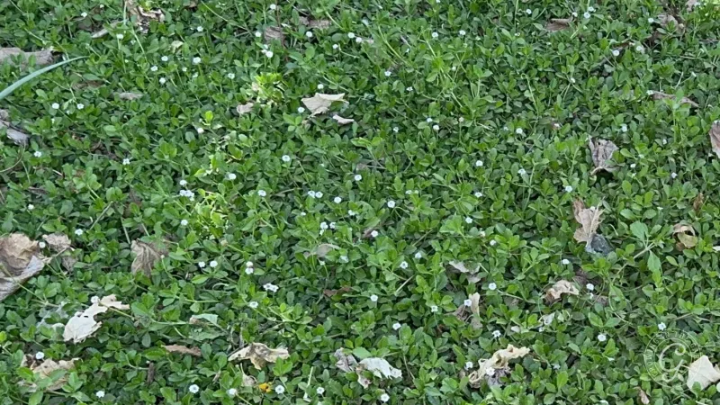 Kurapia (Lippia nodiflora)
